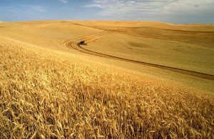 Pinch-point: Lincolnshire, which begins roughly 18 miles East from Sheffield City Centre, produces more wheat than any other county in Britain.